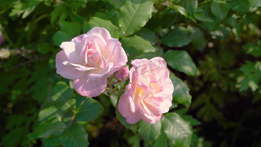 粉色块块摄影照片_实拍夏日风光唯美花朵粉色玫瑰花月季自然风景
