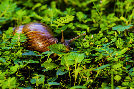 户外白天一只蜗牛在草地上觅食摄影图配图