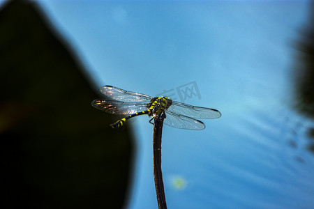 户外白天一只小蜻蜓立在枯枝上觅食摄影图配图