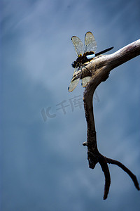 白天户外一只蜻蜓立在湖边觅食摄影图配图