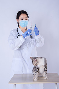医生和动物摄影照片_医生和猫白天医生和猫在室内准备给小猫打针摄影图配图