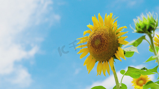 淡雅花朵圆形边框摄影照片_夏天蓝天下的向日葵花朵自然风景