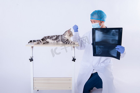 宠物看病摄影照片_男医生和猫白天男兽医和猫在室内拿着片子看病摄影图配图
