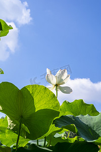 荷花植物摄影照片_夏季晴天清新植物荷花摄影图配图