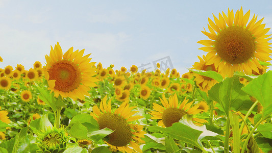 盛夏食趣摄影照片_夏天向日葵花海风吹摇摆夏季夏日夏天风景自然风景