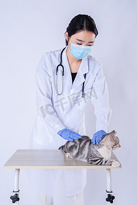 医生和猫白天宠物医生桌子上双手检查小猫摄影图配图