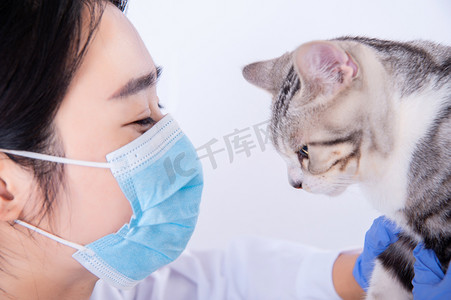 宠物看病摄影照片_医生和猫白天医生和猫室内对视着摄影图配图