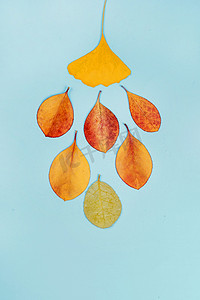 清新蓝色背景创意彩色树叶摄影图配图