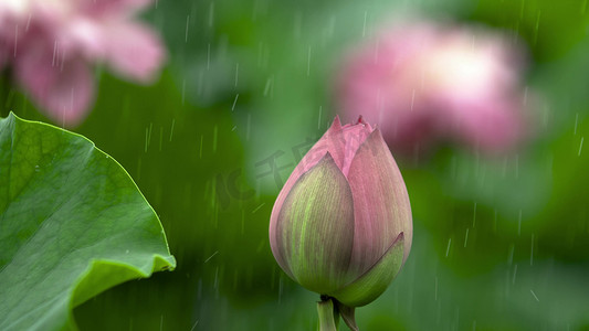 雨风景摄影照片_实拍夏天雨中待放的荷花花苞自然风景