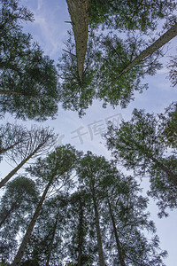 植树大树摄影照片_树林大树下午树林山里无摄影图配图