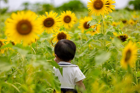 花背景小清新摄影照片_向日葵夏天立夏赏花儿童背景摄影图配图