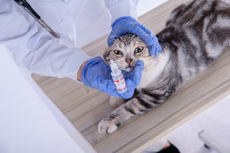 宠物看病摄影照片_看病的小猫白天猫诊所里准备上眼药水摄影图配图
