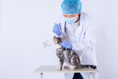 生病的小猫摄影照片_医生和猫白天男医生和猫室内准备打针摄影图配图