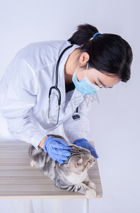 医生和动物摄影照片_医生和猫白天兽医桌子上给小猫看病摄影图配图