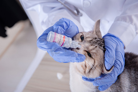 虎摄影照片_看病的小猫白天医生双手抱头滴眼药水摄影图配图