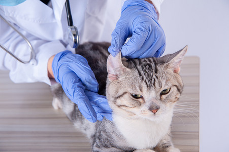 医生看病摄影照片_看病的小猫白天诊所正在看耳朵摄影图配图