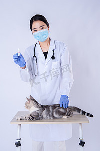 宠物看病摄影照片_医生和猫白天医生和猫在室内拿着药水摄影图配图