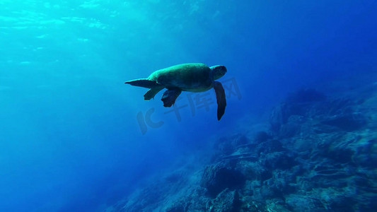 海龟海底水下鱼类实拍