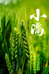 假花稻穗背景图片_小满二十四节气绿色稻穗背景
