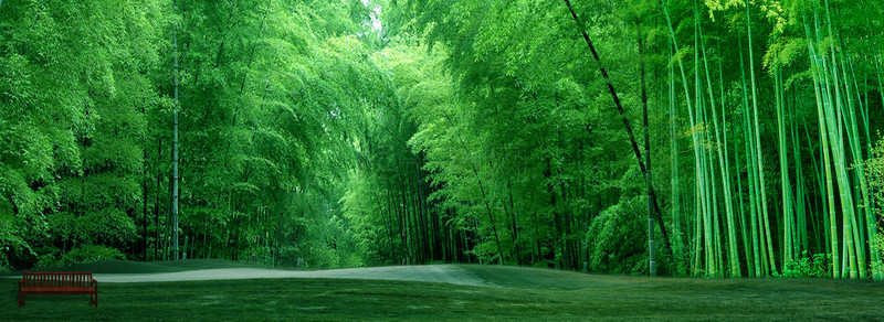绿色春天植物背景图片_春天质感树木背景11