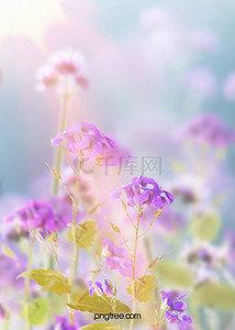 花背景紫色背景图片_紫色创意写实风花背景