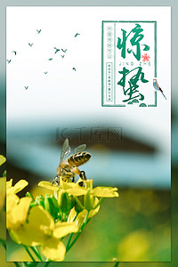春天摄影海报背景图片_小清新绿色24节气惊蛰春天油菜花海报