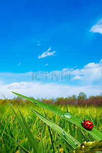 桂林七星区小姐半套5.8.19.7.753v芯背景图片_夏季雨后七星瓢虫背景