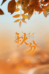 秋分节气黄色树叶背景