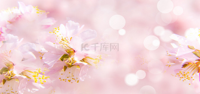 桃花花朵粉色