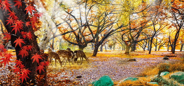 秋高背景图片 秋高背景素材图片 千库网