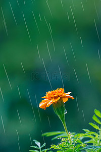 谷雨天气背景图片_谷雨传统二十四节气雨水高清背景