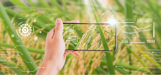 绿色背景图片_农业线条绿色科技大麦