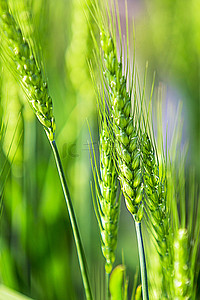 小满麦子背景图片_传统节气小满小麦绿色