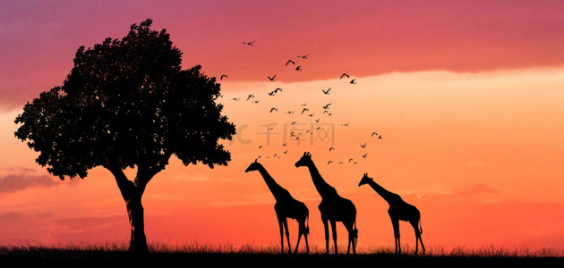保护动物动物背景图片_动物剪影夕阳简约保护动物