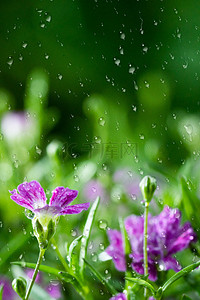 小清新二十四节气谷雨高清背景