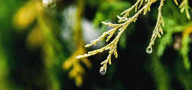 传统二十四节气雨水背景素材