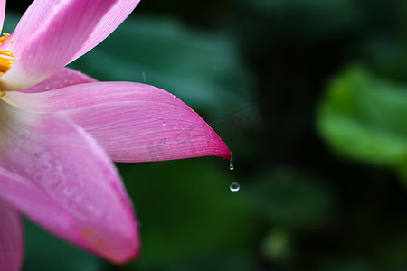 紫色喜报摄影照片_长沙雨季雨荷荷塘月色荷花摄影图配图