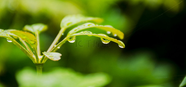 小清新二十四节气雨水背景