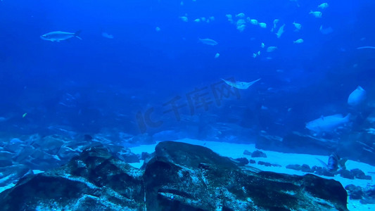 海洋水族馆鱼类高清实拍