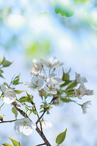 你好立春背景图片_唯美二十四节气立春背景图片