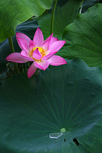 夏天植物植物摄影照片_长沙望城早晨花瓣荷花花朵摄影图配图