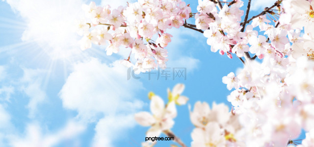 春季模糊背景背景图片_现实风春天樱花创意背景