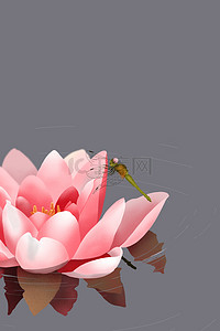 蜻蜓卡通背景图片_小暑时节的睡莲与蜻蜓