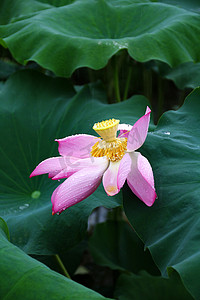 长沙早晨雨荷荷花花芯摄影图配图