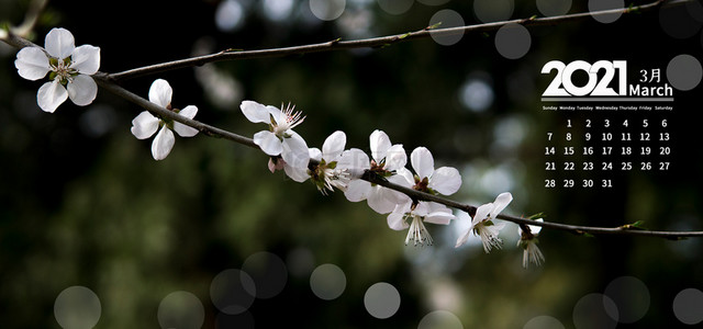 3月日历牛年日历