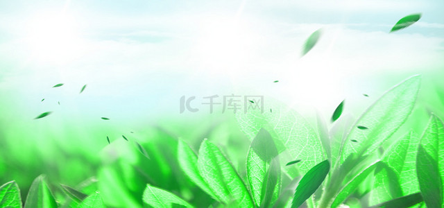 精华植物背景图片_植物护肤绿色叶片海报