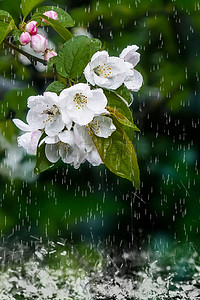 二十四节气谷雨高清背景