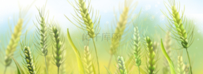 麦子背景图片_绿色自然植物农作物唯美梦幻背景图
