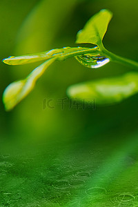 二十四节气谷雨背景素材