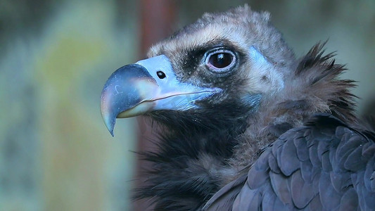 秃鹫食腐鸟高清实拍